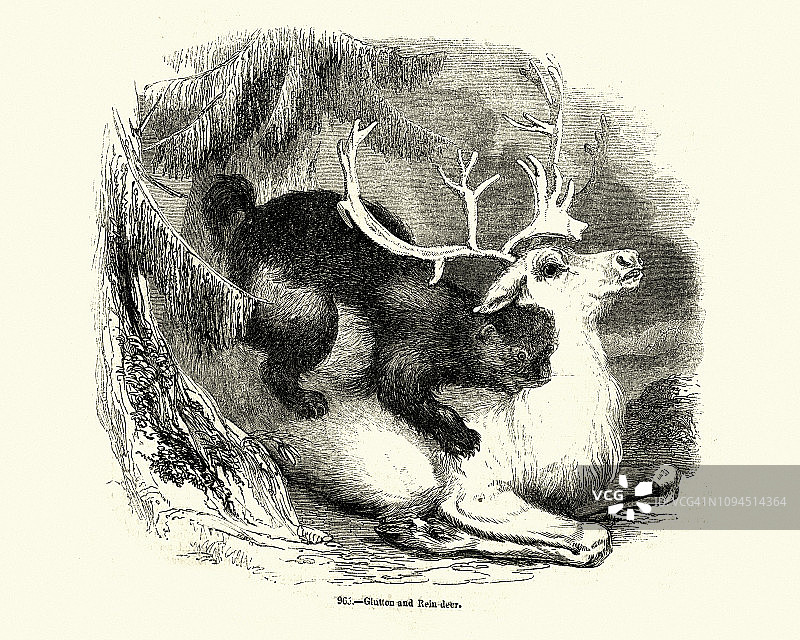 狼獾袭击驯鹿图片素材