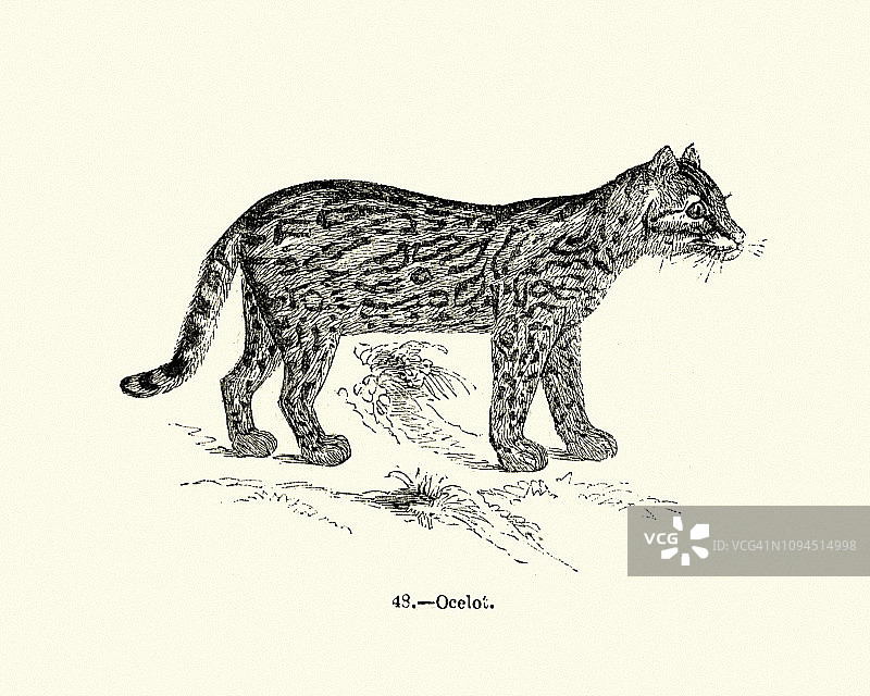 自然历史：哺乳动物，猫科动物，美洲豹（Leopardus pardalis）图片素材