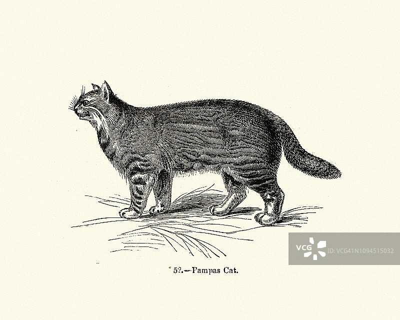 自然历史：哺乳动物，猫科动物，潘帕斯猫图片素材