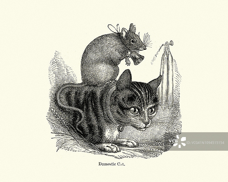 家猫和戴着铃铛的宠物鼠图片素材