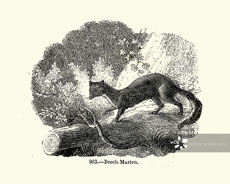 自然历史：哺乳动物，山毛榉貂图片素材