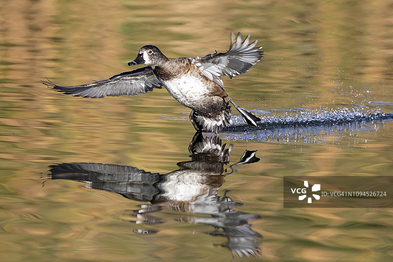 环颈鸭图片素材