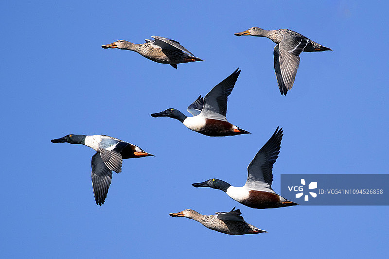 北部琵嘴鸭图片素材