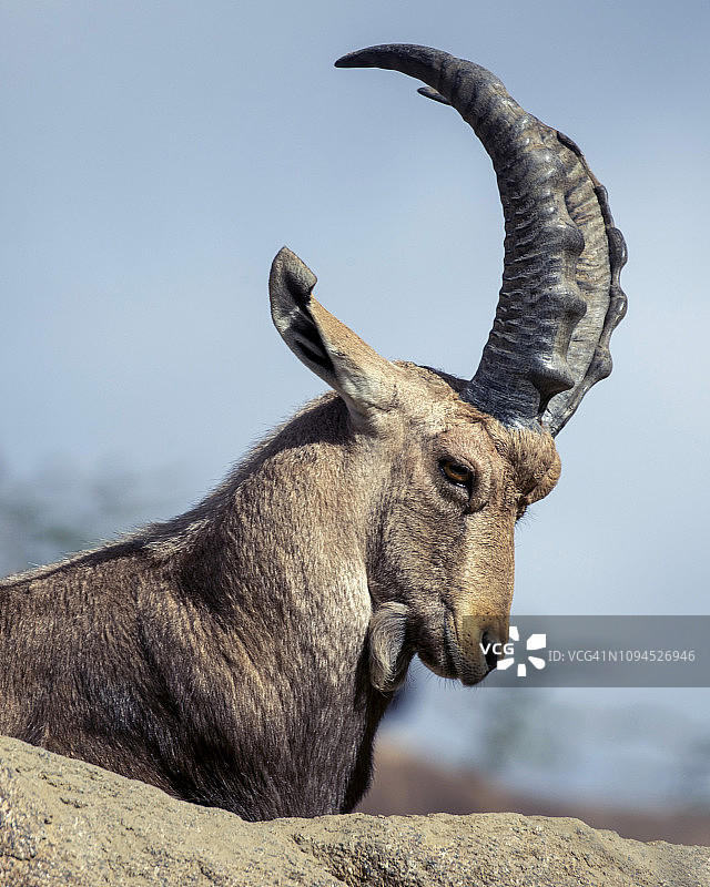 大角羊图片素材