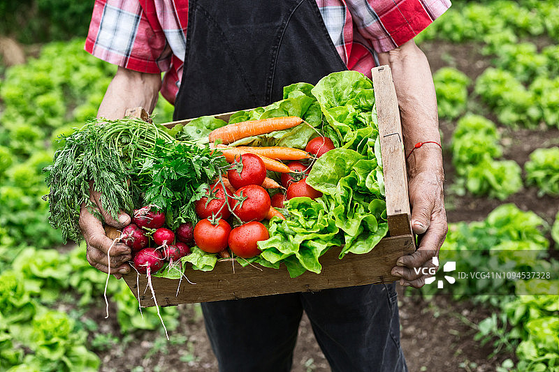 蔬菜箱图片素材