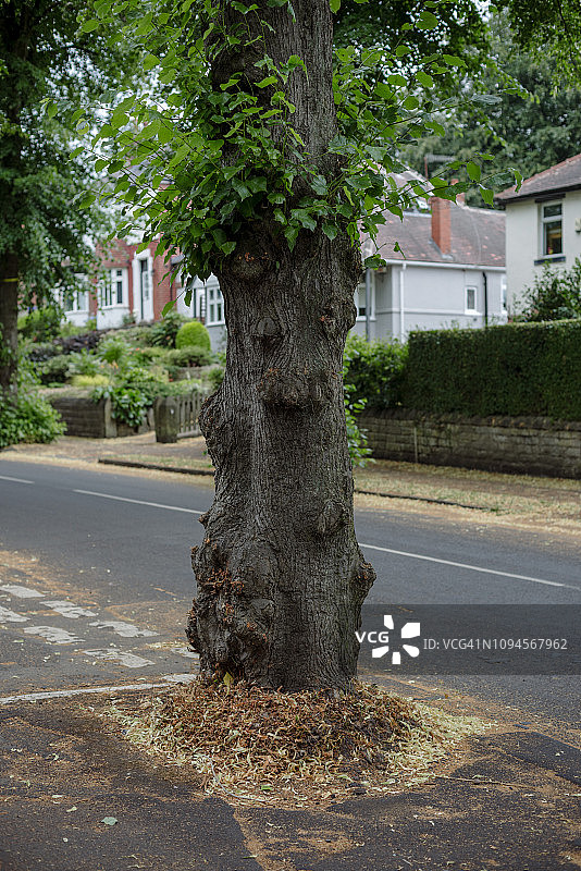 柏油路中央生长的大树图片素材