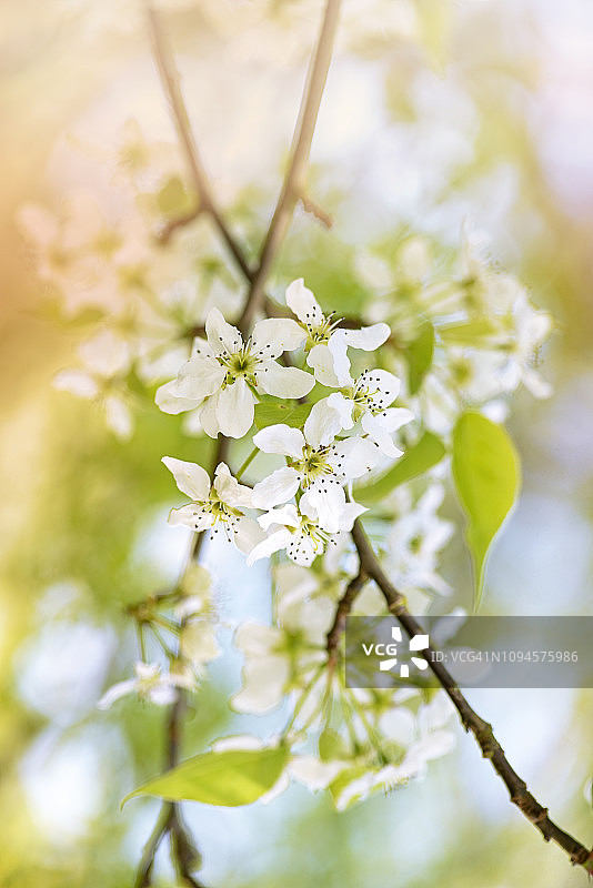梨树盛开的白色春季花朵特写图片素材