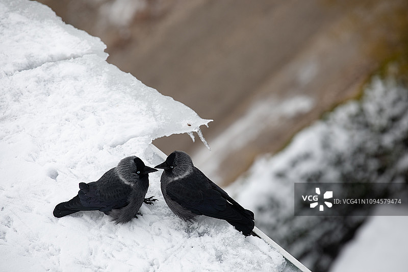 冬季相互依偎的乌鸦图片素材