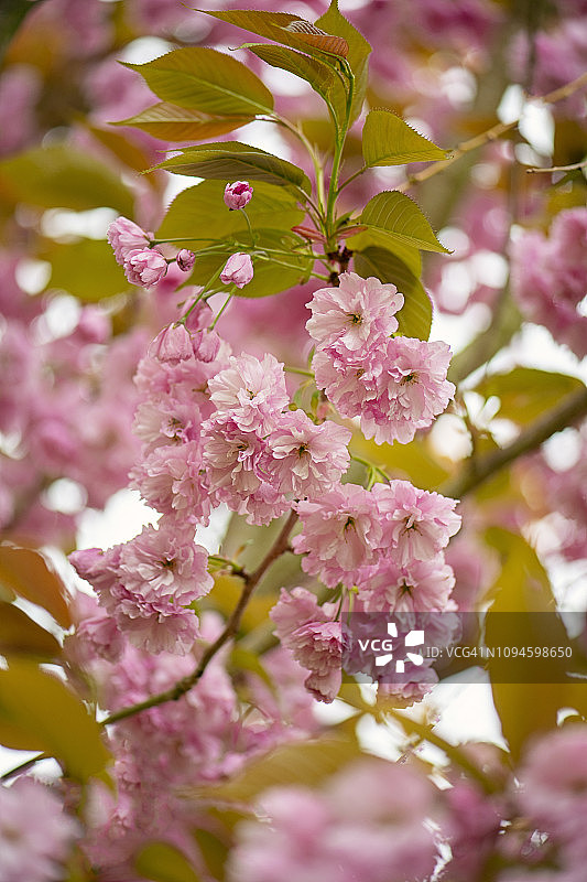 美丽盛开的关山樱花特写图片素材