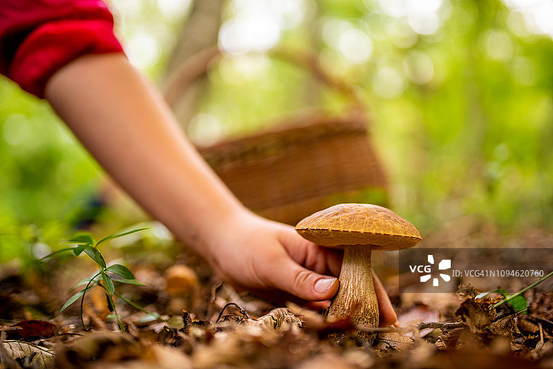 手持蘑菇特写图片素材