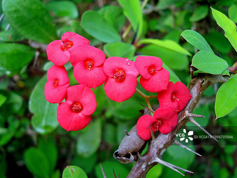 铁海棠花图片素材