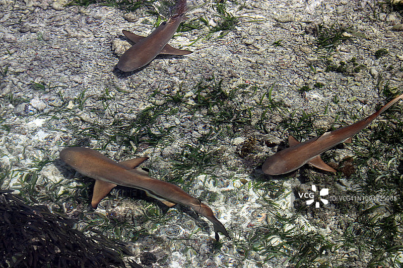 在浅水泻湖中捕食的黑鳍礁鲨图片素材