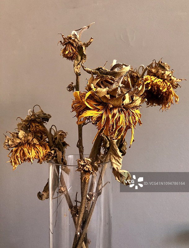 干向日葵 ‘大熊’图片素材