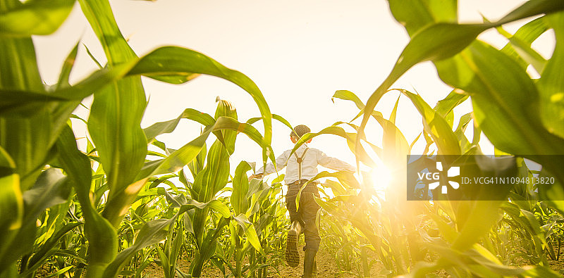 男孩在玉米地里玩耍的景观图片素材