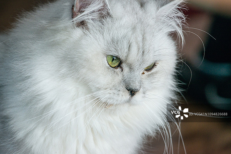 波斯猫肖像图片素材