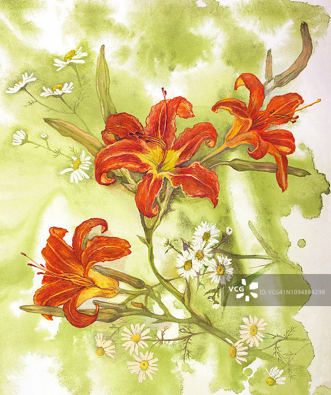 现代印象派风格的时尚夏季插画：白色雏菊和红色百合花水彩静物图片素材