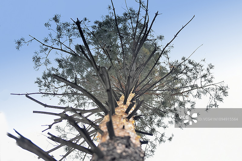 森林中高大古老松树顶部的底部景观图片素材