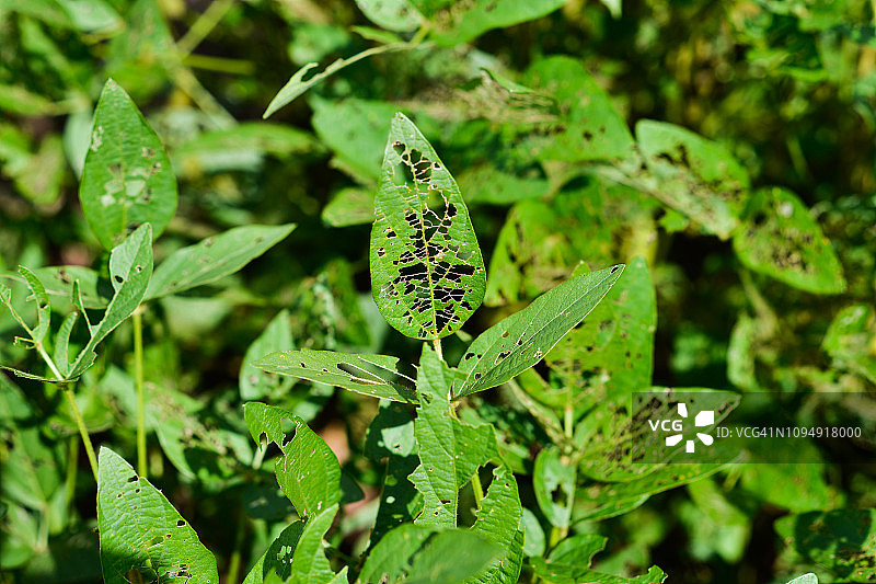 受损的大豆种植园图片素材