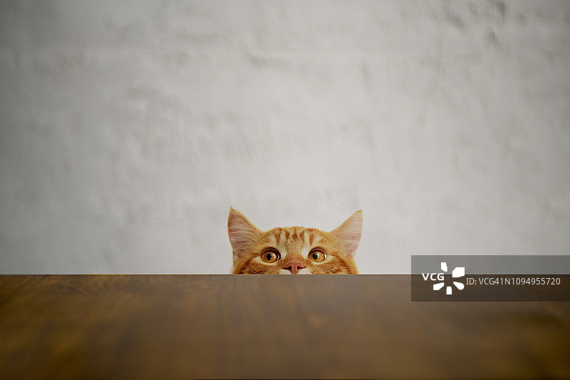 大眼睛的顽皮猫，英国短毛猫图片素材