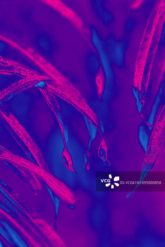 黑暗背景下的高对比度热带雨林叶子图片素材