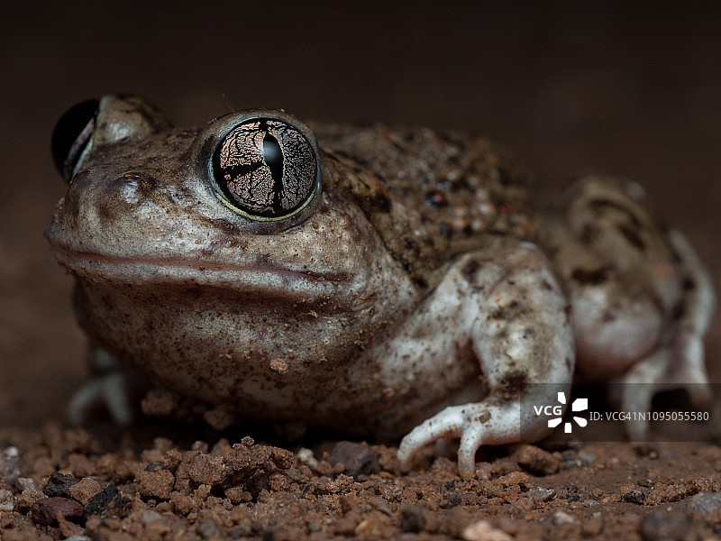 新墨西哥铲足蟾图片素材