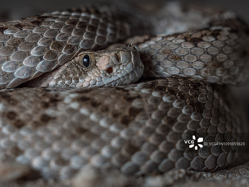 德克萨斯州角蜥图片素材