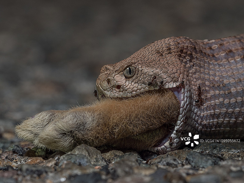 德克萨斯州角蜥图片素材