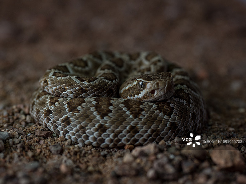 德克萨斯州角蜥图片素材