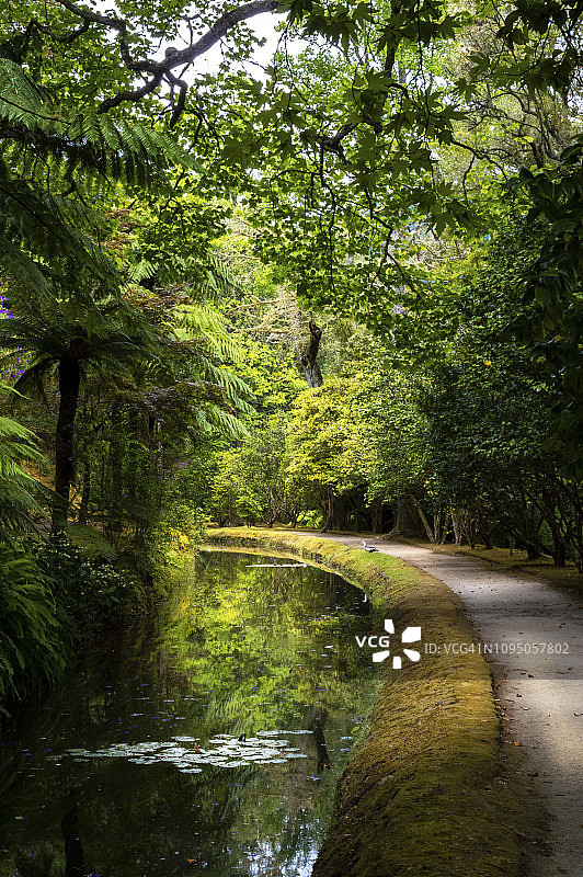 特拉诺斯特拉公园植物园，位于葡萄牙亚速尔群岛圣米格尔岛的弗纳斯图片素材