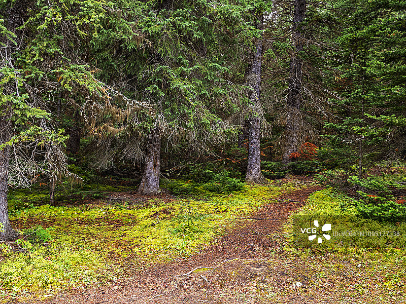 玛琳湖步行道，加拿大阿尔伯塔省图片素材