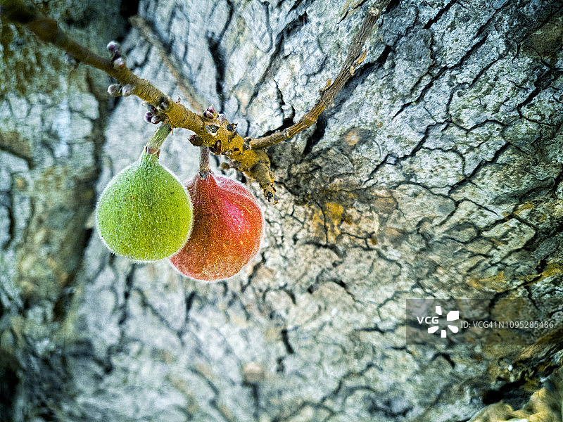 树干上悬挂的成熟和未成熟的榕果图片素材
