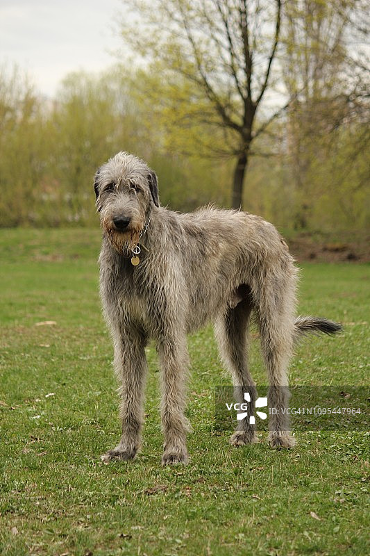 公园里的巨型犬图片素材