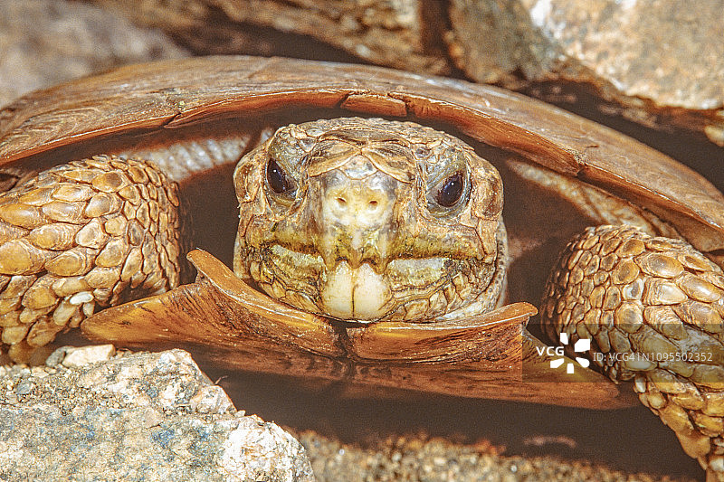 非洲薄饼陆龟图片素材