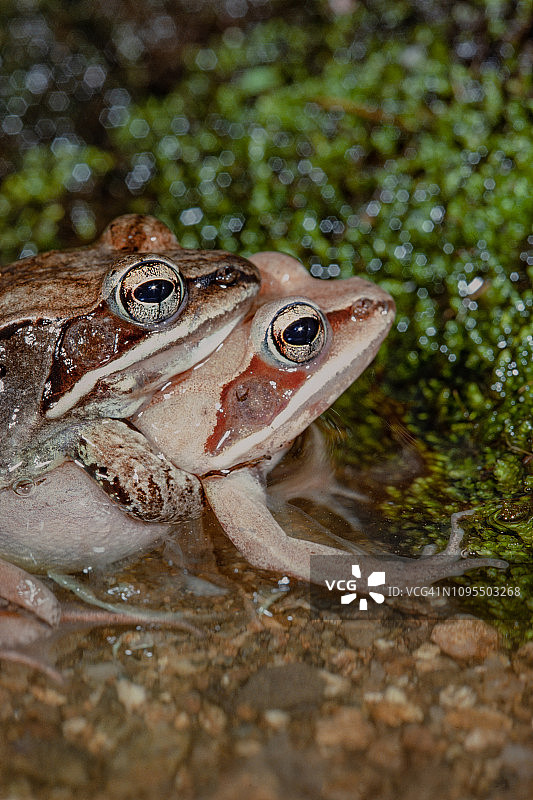 木蛙交配图片素材