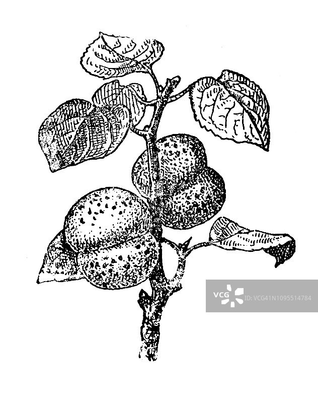 古董法式杏子雕刻插画图片素材