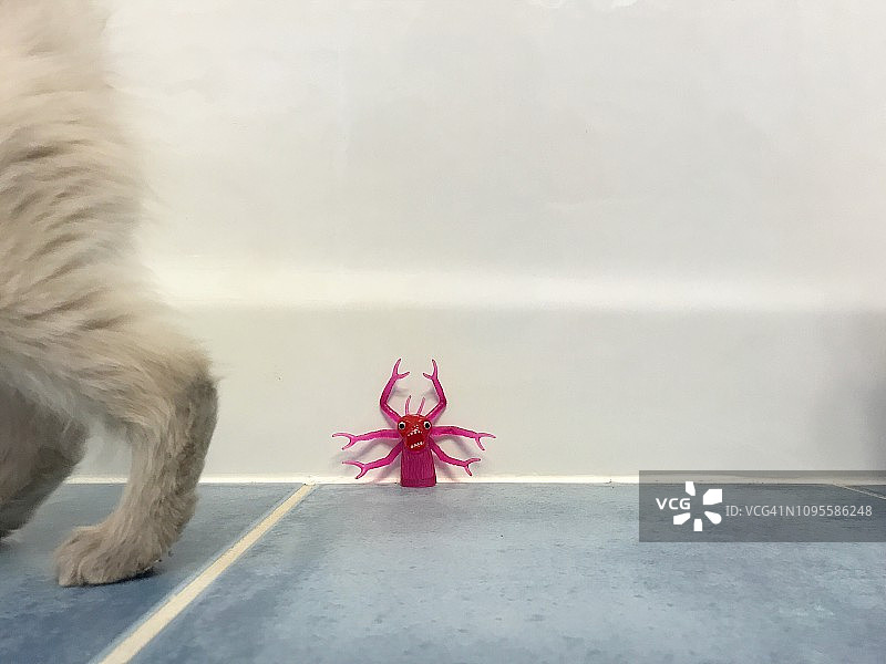 品红色怪兽指偶和布偶小猫身影图片素材