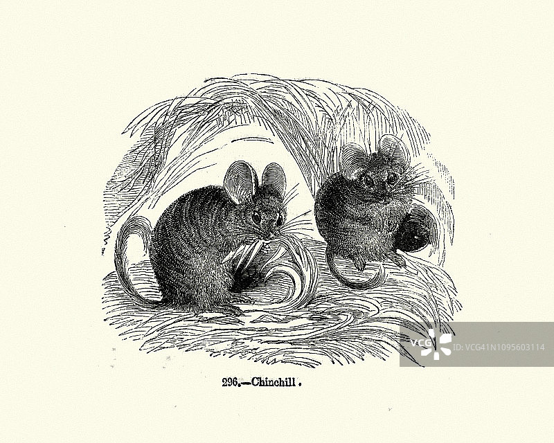 自然：哺乳动物，长尾龙猫图片素材