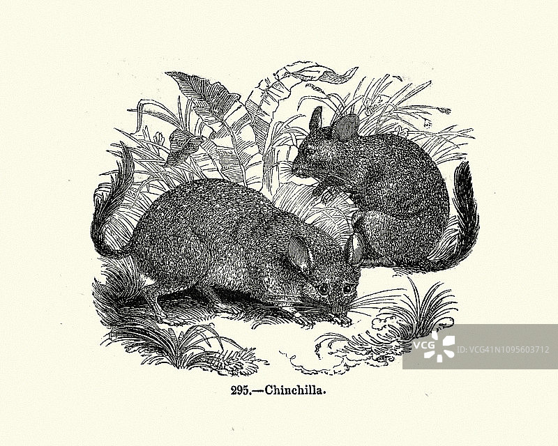 自然哺乳动物啮齿动物龙猫图片素材