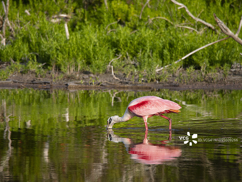 琵鹭以典型的底部觅食方式寻找食物图片素材
