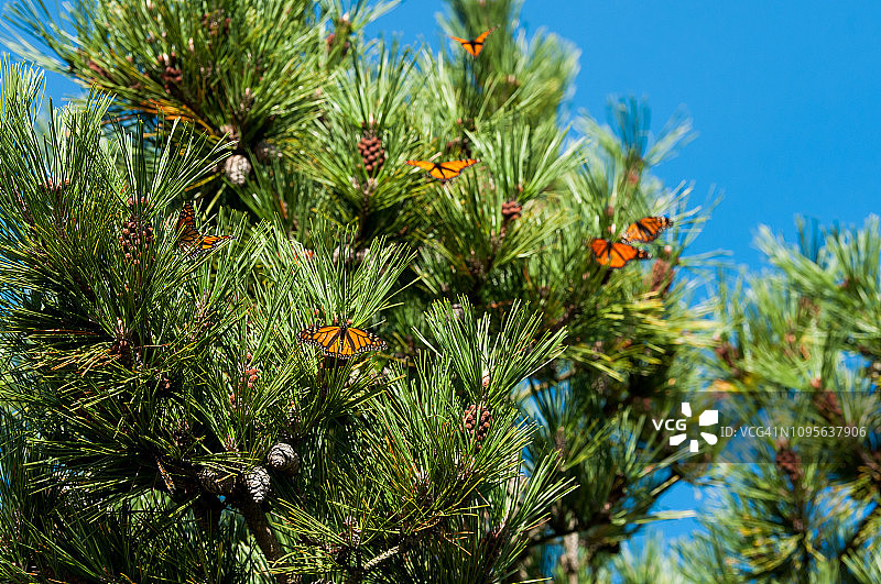 迁徙中的帝王蝶图片素材