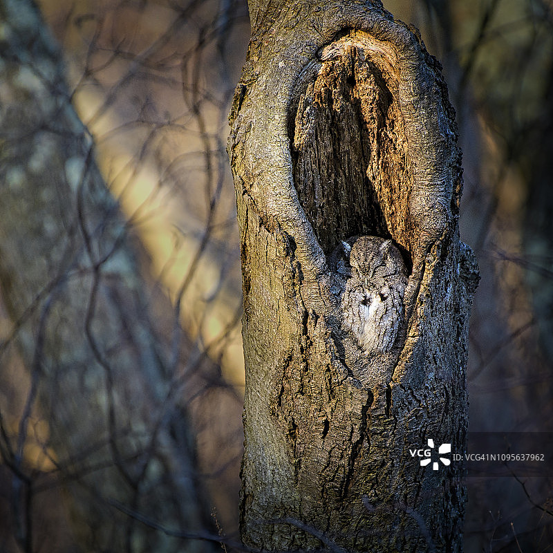 在马萨佩夸保护区发光树中发现的可爱东美角鸮图片素材
