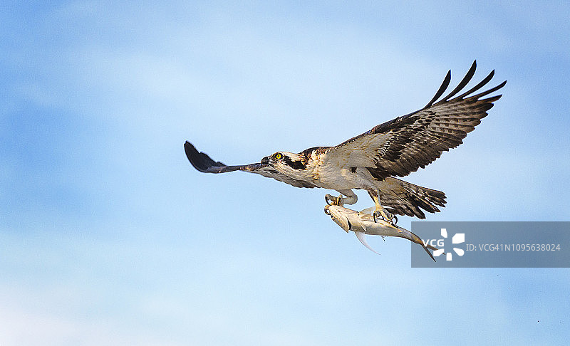 迈尔斯堡海滩，佛罗里达州蓝天下捕鱼的鱼鹰图片素材