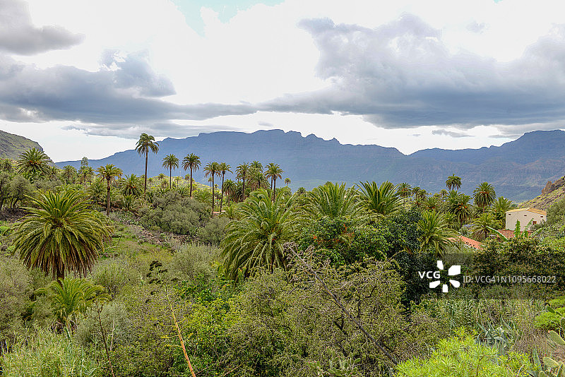 圣卢西亚·德·蒂拉哈纳的棕榈树和老房子，加那利群岛图片素材