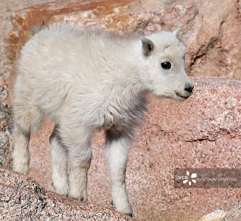 埃文斯山上的小山羊 - 科罗拉多州落基山脉图片素材