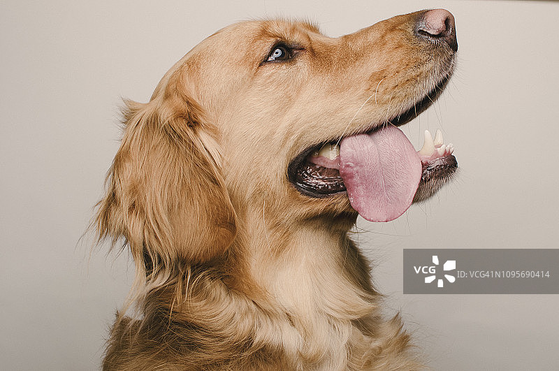 坐着拍摄的金毛犬图片素材