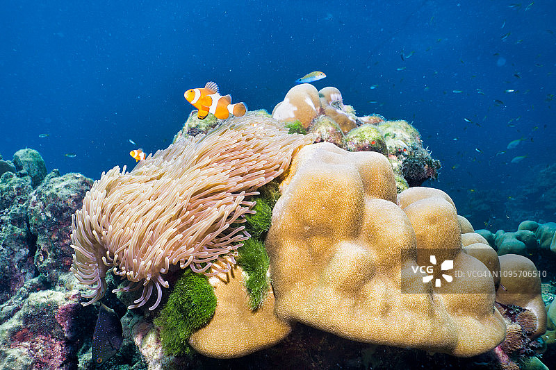 泰国洛克岛珊瑚礁上的眼斑海葵鱼图片素材