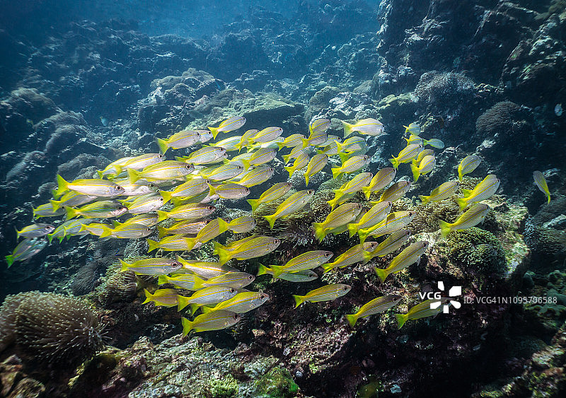 水下大眼鲷鱼群图片素材