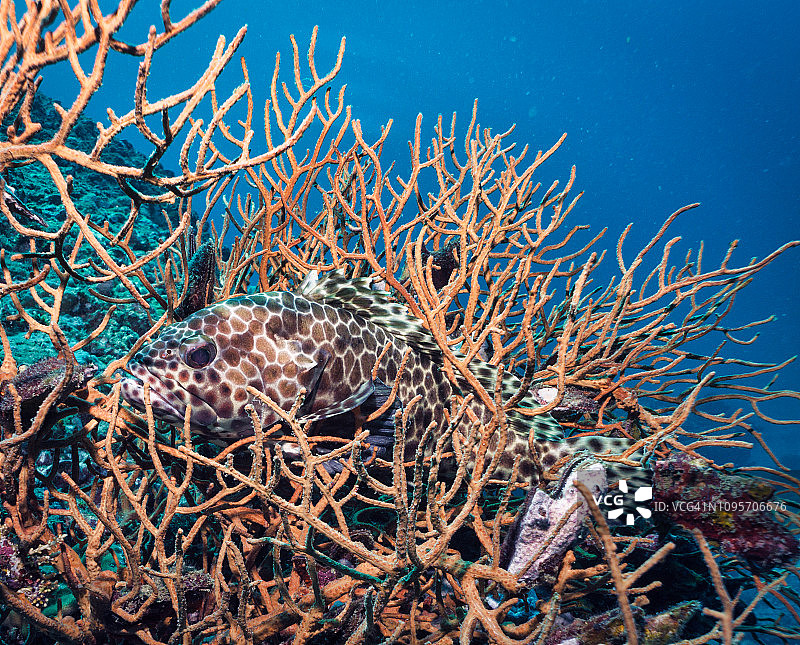 珊瑚中的热带咸水蜂窝石斑鱼图片素材