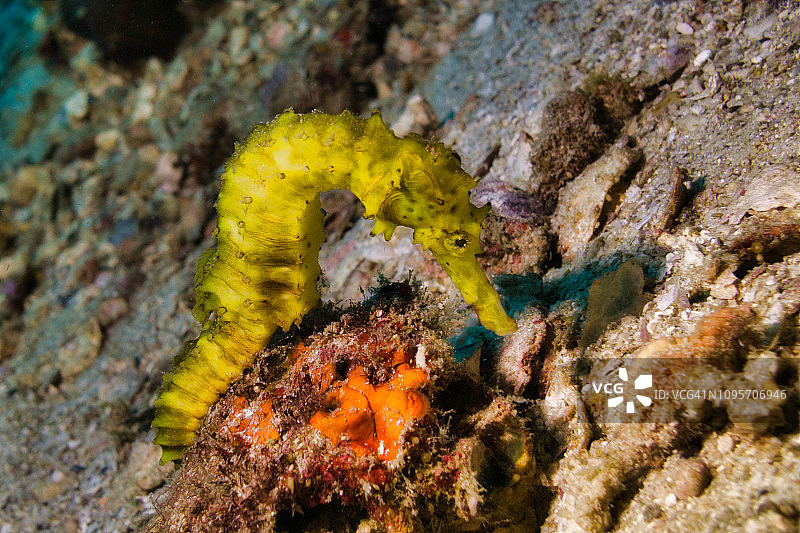 濒危物种海马图片素材