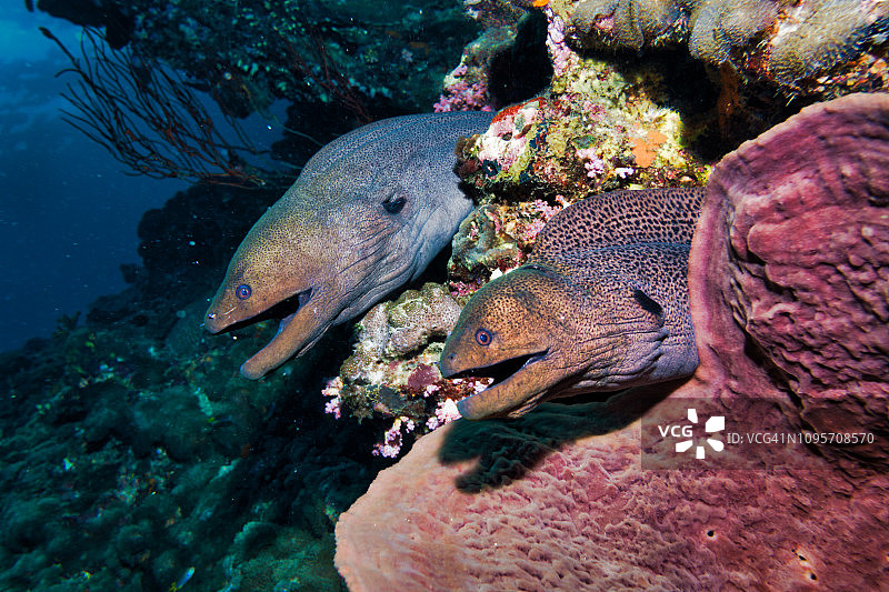 珊瑚礁中对称的两条巨型海鳝图片素材
